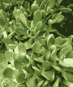 玉树喜欢阳光吗