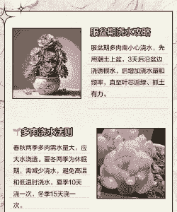 多肉换盆后多久浇水晒太阳