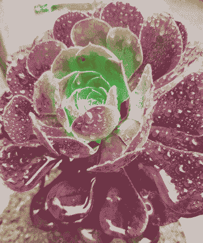 多肉淋雨了会不会死