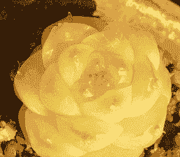 多肉麦秆是什么品种