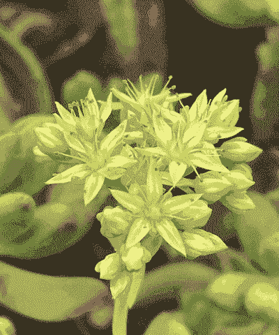 乙女心夏天可以叶插吗