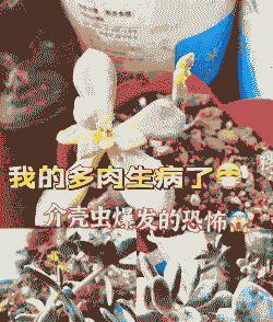 多肉生白色虫子用盐水