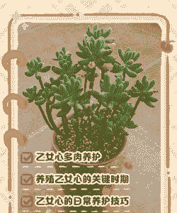 乙女心的爆盆方法