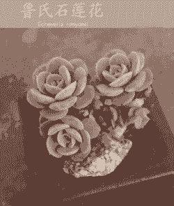 多肉鲁氏石莲花是什么颜色