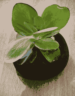 翡翠景天的养殖方法和注意事项