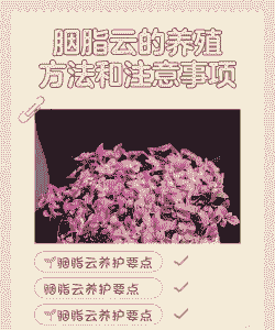 胭脂云夏天怎么养
