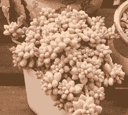 姬秋丽锦多肉怎么养