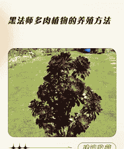 黑法师多肉植物的养殖方法