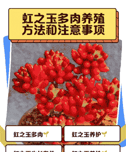 虹之玉多肉怎么养