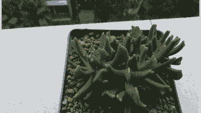 快刀乱麻养殖方法