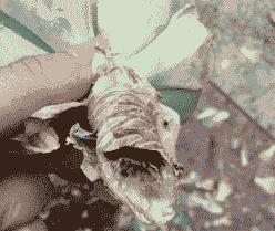 玉蝶夏天黑腐还有救吗