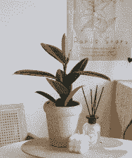 黑土适合种植什么植物