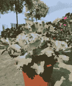 高砂之翁叶子掰下来可以出芽吗