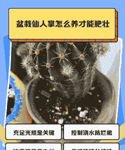 仙人掌如何养的胖