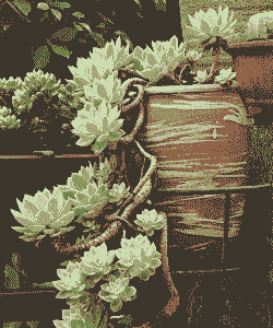 丝绸面纱用深盆还是浅盆种