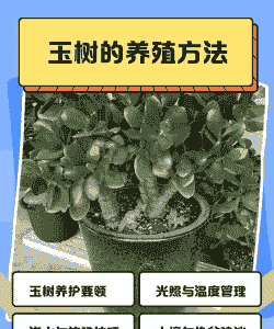 玉树的养殖方法