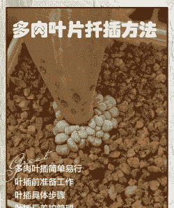 多肉叶片怎么种