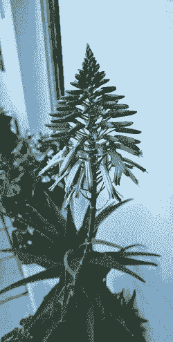 芦荟几月份开花