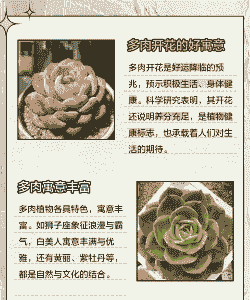 情人节送多肉什么寓意