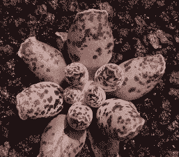 多肉海豹的养殖方法和注意事项