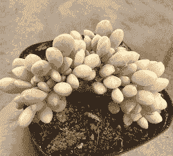 醉美人缀化怎么养