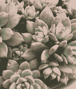 马库斯多肉怎么养