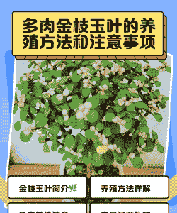 多肉金枝玉叶的养殖方法和注意事项