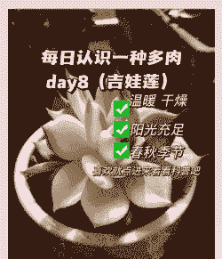 吉娃莲的养殖方法和注意事项