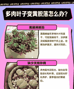 多肉黄了一直掉瓣怎么办