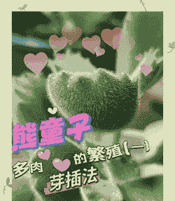 熊童子怎么繁殖