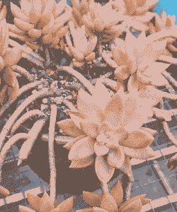 铭月和布丁的区别