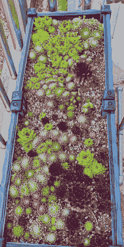 长生草系列多肉的品种