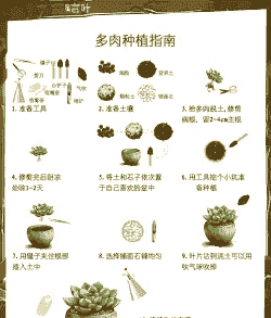 多肉的种植方法