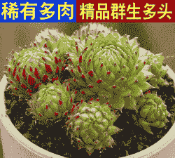 长生草多肉夏天怎么养