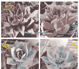 多肉三仙子是哪三样