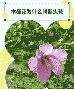 木槿花为什么叫断头花