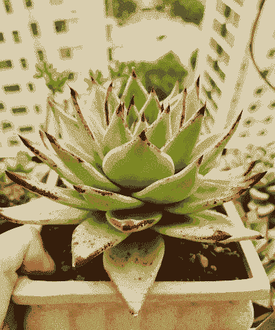 多肉黄皮是什么