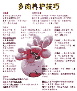 多肉怎么养