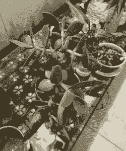 多肉晒伤了可以恢复吗