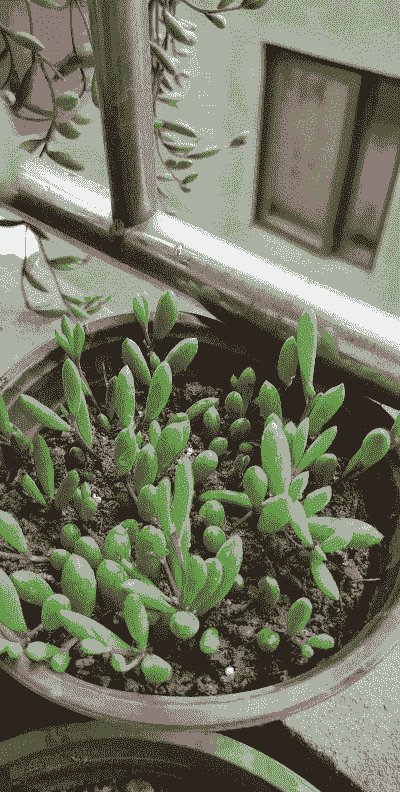 紫玄月夏天可以扦插吗