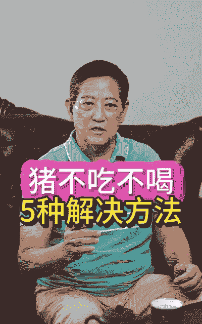 猪体温41.5怎么办