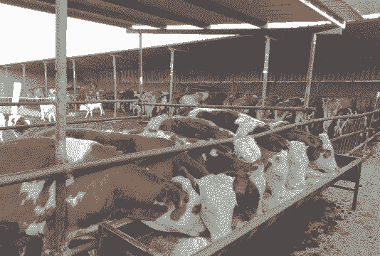 养100头牛要多少面积