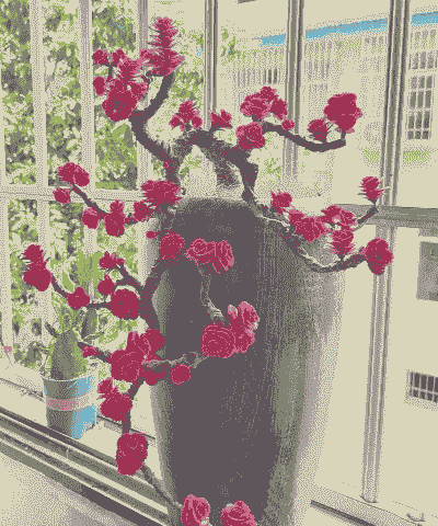 多肉怎么老桩弯下来