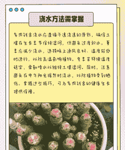 多肉钱串怎么爆盆