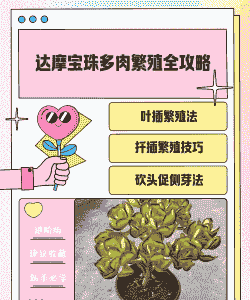 达摩宝珠的养殖方法和注意事项