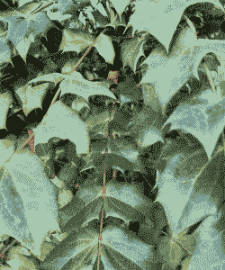 阔叶类花木有哪些 阔叶类花木有哪些