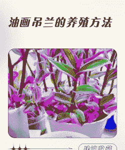 油画的养殖方法和注意事项