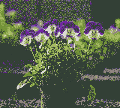 角堇用什么土壤