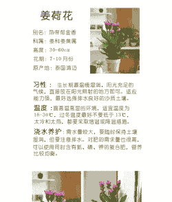 冬季养花技巧有哪些