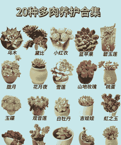 十大最漂亮的多肉植物